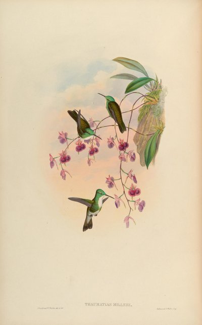 Thaumatias milleri by John Gould